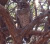 Wood Owl posing in GIR wild life sanctuary